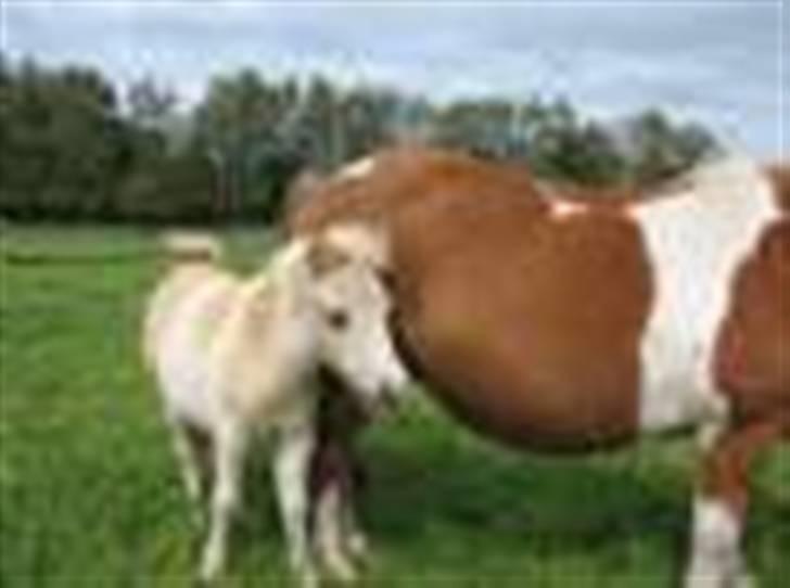 Shetlænder Stjernens Tika solgt billede 16