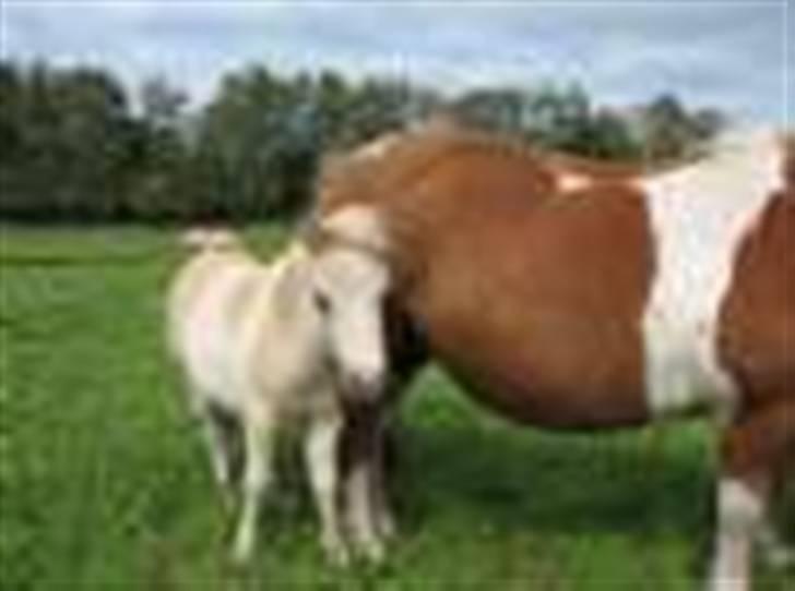 Shetlænder Stjernens Tika solgt billede 17