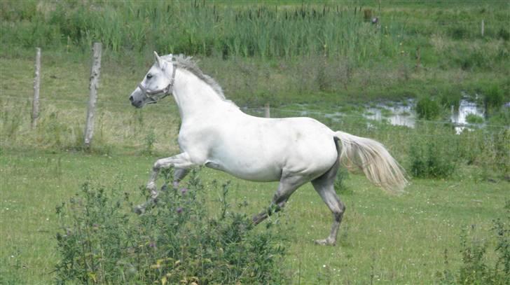 Welsh Pony (sec B) Stendyssens Swinging Sun† billede 1