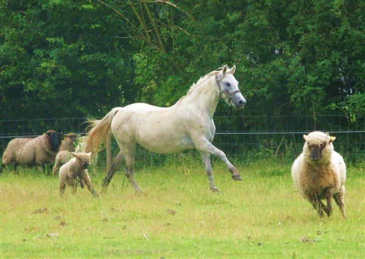 Welsh Pony (sec B) Stendyssens Swinging Sun† billede 3