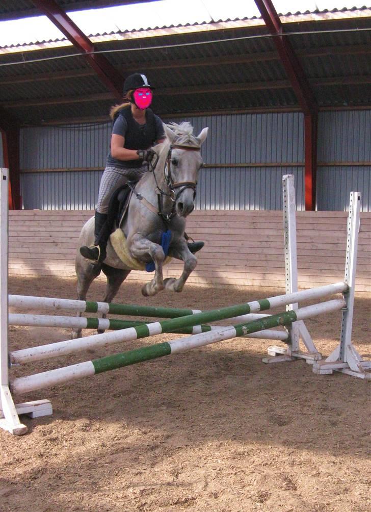 Welsh Pony (sec B) Stendyssens Swinging Sun† - Springtræning 9/8-09 billede 4