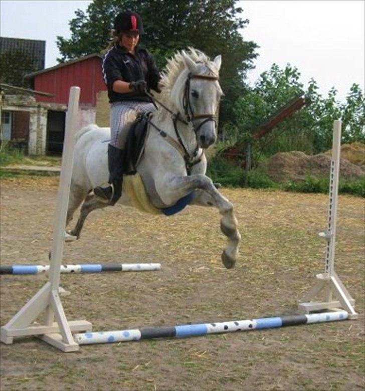 Welsh Pony (sec B) Stendyssens Swinging Sun† - Hehe´, skøøøøre pony :D Beslutter sig lige for at tage begge bomme med på én gang. billede 5