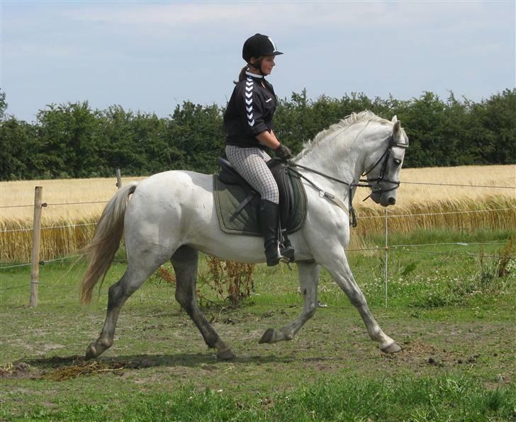 Welsh Pony (sec B) Stendyssens Swinging Sun† - Opvarmning :D - Anden gang jeg rider på hende her hjemme! billede 6