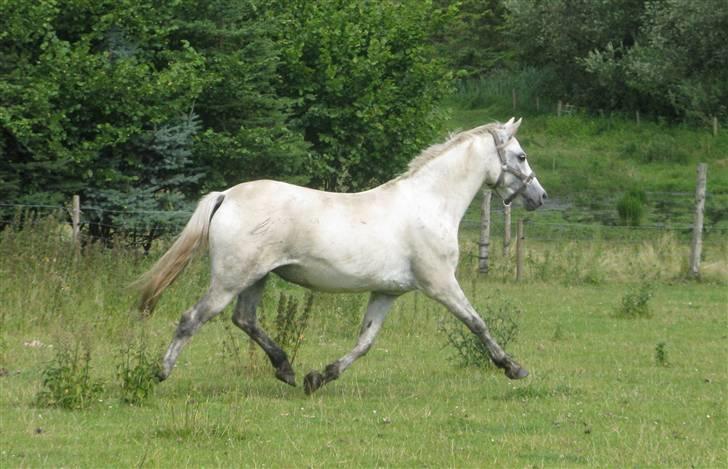 Welsh Pony (sec B) Stendyssens Swinging Sun† billede 8