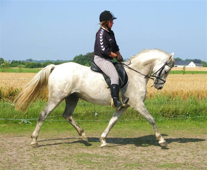 Welsh Pony (sec B) Stendyssens Swinging Sun† - Ved godt at jeg sidder som en abe -.-      7/8-09 billede 9