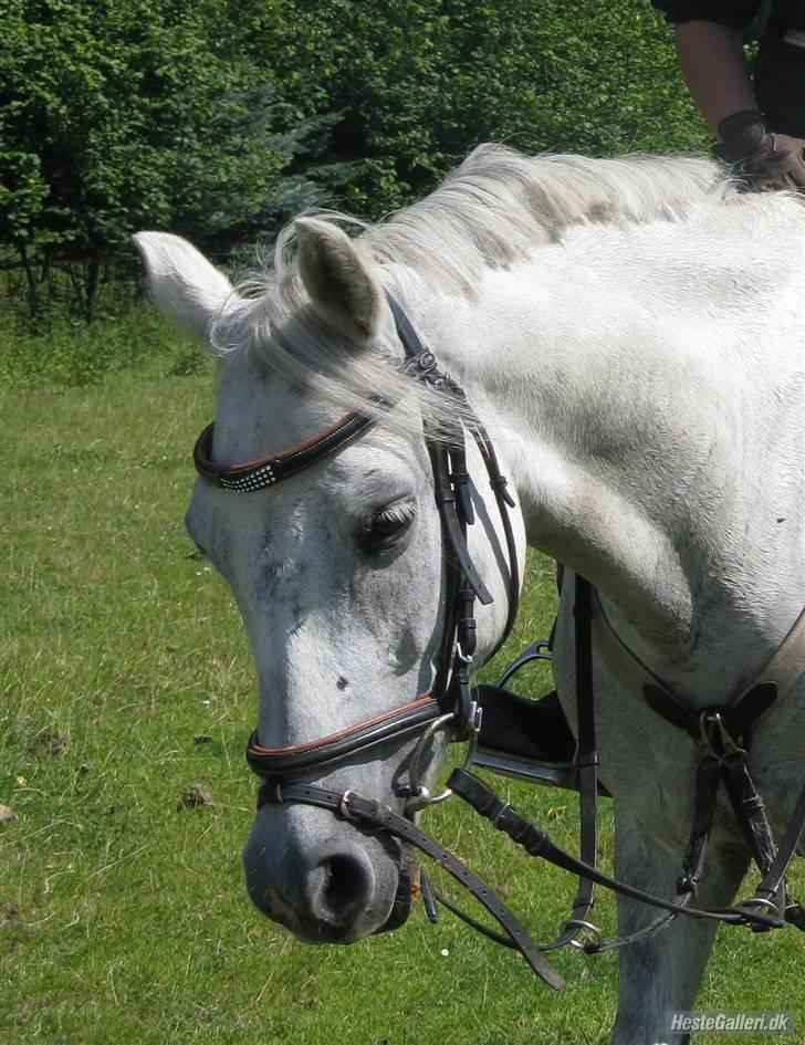 Welsh Pony (sec B) Stendyssens Swinging Sun† billede 10