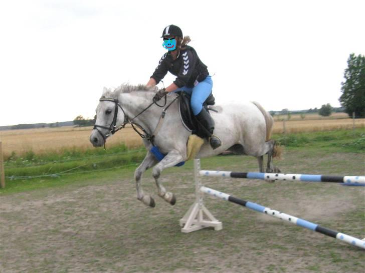 Welsh Pony (sec B) Stendyssens Swinging Sun† - Det ligner at hun river ned på billedet, men hun rør den slet ikke. ;) billede 11