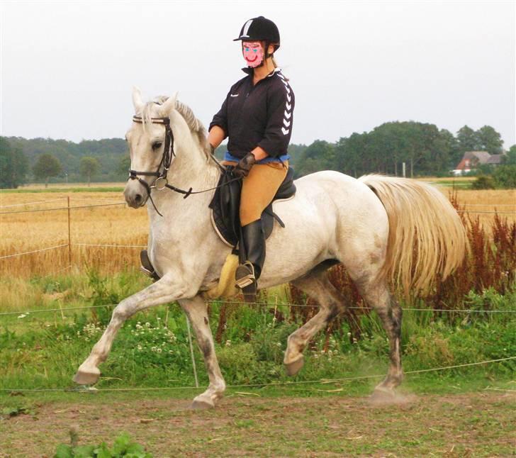 Welsh Pony (sec B) Stendyssens Swinging Sun† billede 12