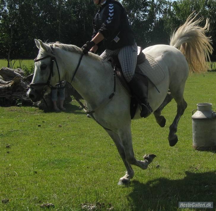 Welsh Pony (sec B) Stendyssens Swinging Sun† - Hopper lille krydsspring første gang jeg rider hende. :D billede 13