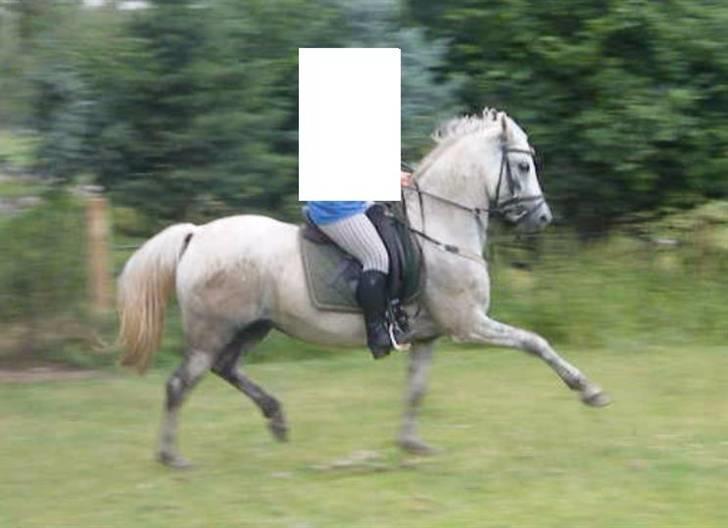 Welsh Pony (sec B) Stendyssens Swinging Sun† - Jeg skåner jer for at se det meste af mig. :D  billede 14