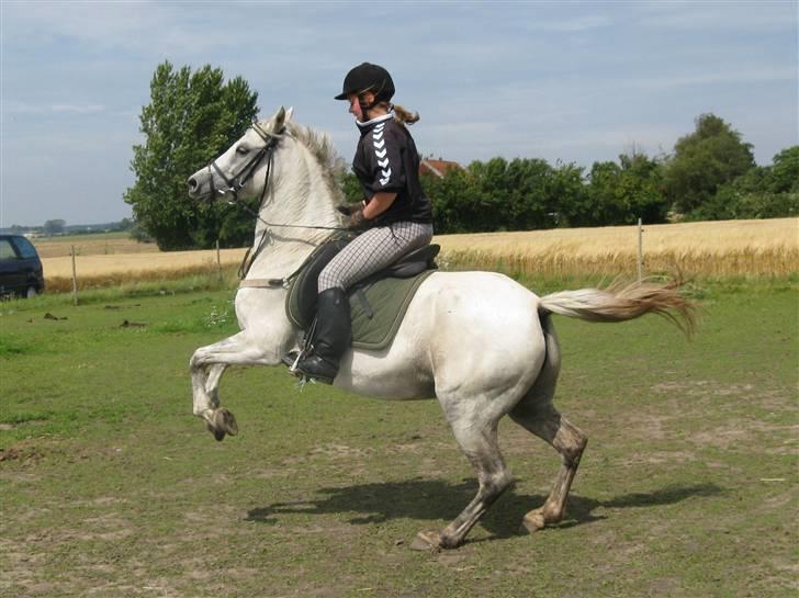 Welsh Pony (sec B) Stendyssens Swinging Sun† - Juhuuu :D  billede 15