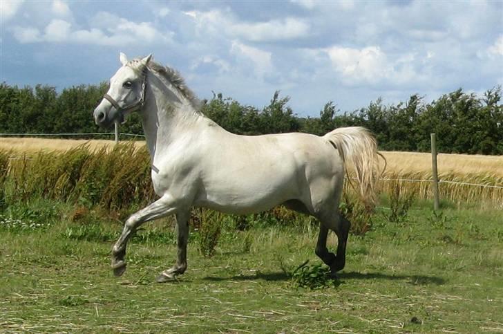 Welsh Pony (sec B) Stendyssens Swinging Sun† - Hun stikker af fra Gazelle :b billede 16