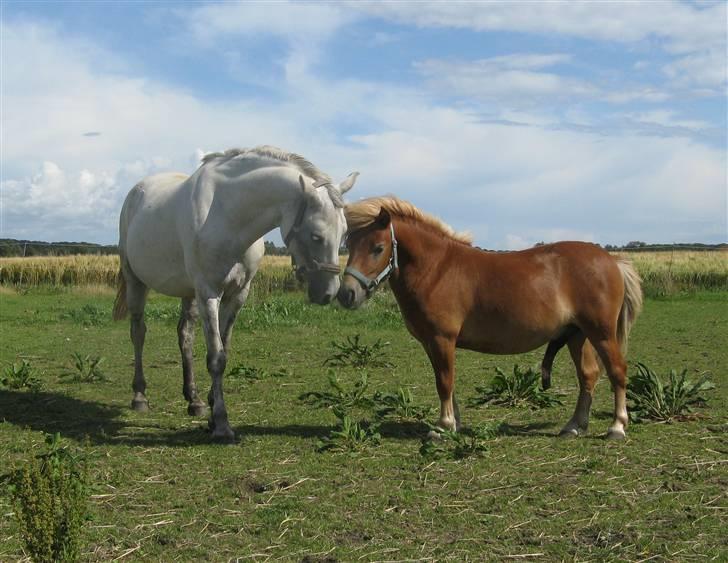Welsh Pony (sec B) Stendyssens Swinging Sun† - Tarzan & Sun hilser første gang de møder hinanden. :D  billede 19
