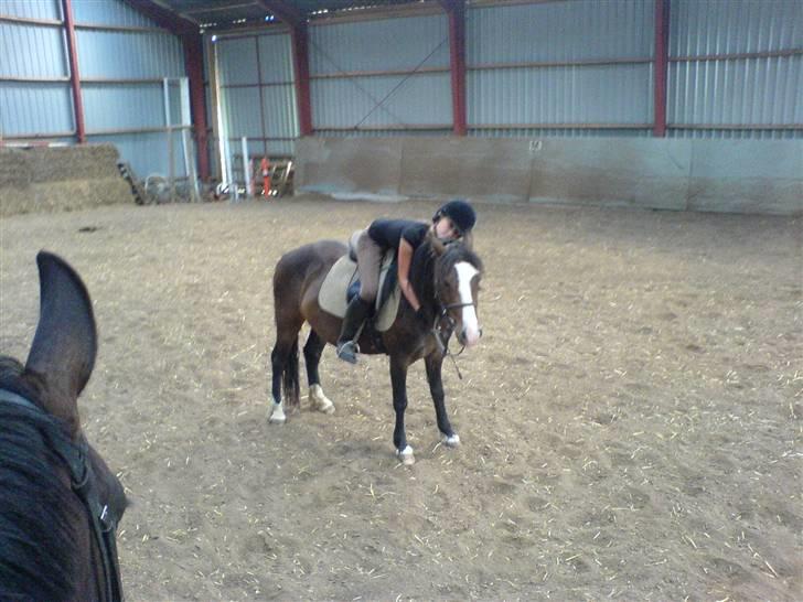 Welsh Pony (sec B) Sunshine Solgt /red hende billede 3