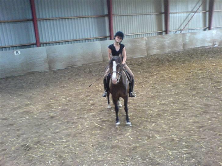 Welsh Pony (sec B) Sunshine Solgt /red hende billede 4