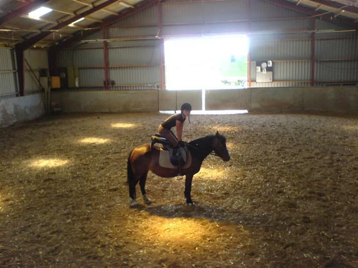 Welsh Pony (sec B) Sunshine Solgt /red hende - helt op og stå kom vi dog ikke. Men what ever.  billede 5