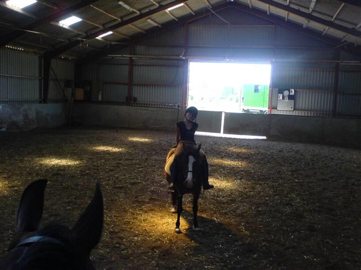 Welsh Pony (sec B) Sunshine Solgt /red hende billede 6