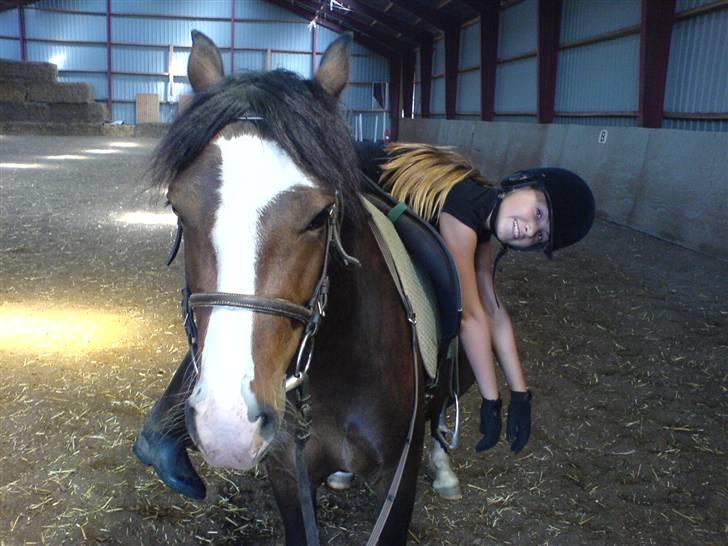 Welsh Pony (sec B) Sunshine Solgt /red hende - Sandhedens hygge. Du var så skøn, Sunshine billede 8