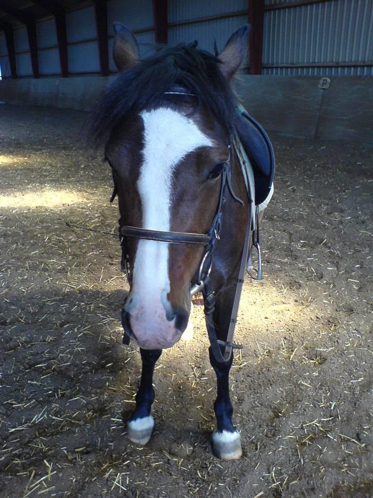Welsh Pony (sec B) Sunshine Solgt /red hende - elsker din dejlige blis, smukke dur ! billede 11