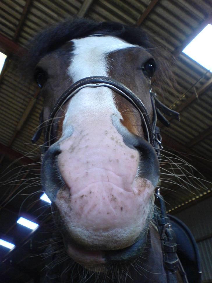 Welsh Pony (sec B) Sunshine Solgt /red hende billede 12