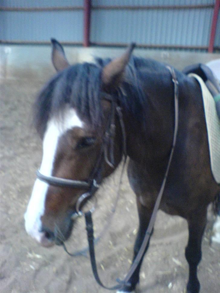 Welsh Pony (sec B) Sunshine Solgt /red hende billede 13