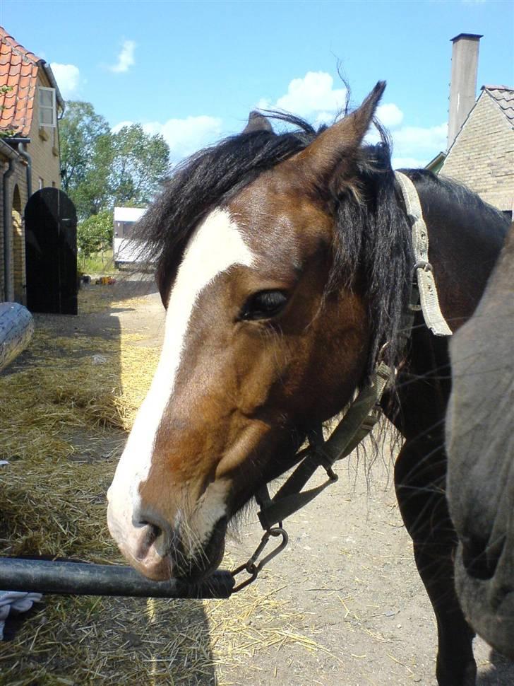 Welsh Pony (sec B) Sunshine Solgt /red hende billede 14