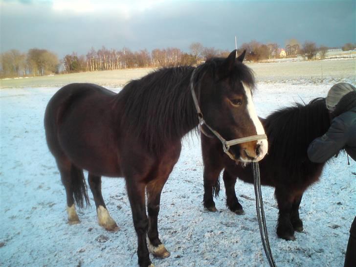 Welsh Pony (sec B) Sunshine Solgt /red hende - *Nyt* Sunshine sammen med Markus er ved at blive truget ind. billede 15