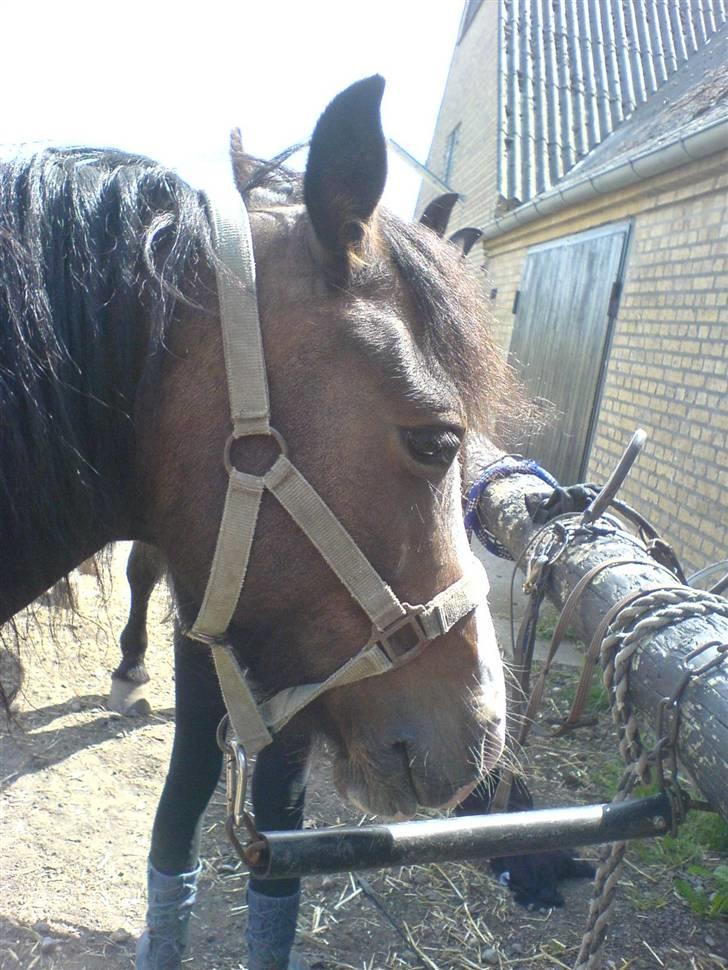 Welsh Pony (sec B) Sunshine Solgt /red hende - "ej nu stopper alle de fotos, det er kedeligt!", hehe typisk Sunshine at stå sådan. billede 16
