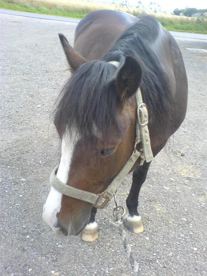 Welsh Pony (sec B) Sunshine Solgt /red hende billede 17