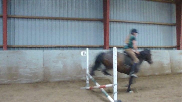 Welsh Pony (sec B) Sunshine Solgt /red hende - *NYT* Samme dag som det andet spring billede ;)  Sunshine du er min helt! Du lærte mig at springe!:D TAk SKAT! DU ER ELSKET!<3 billede 18