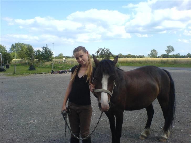 Welsh Pony (sec B) Sunshine Solgt /red hende billede 19