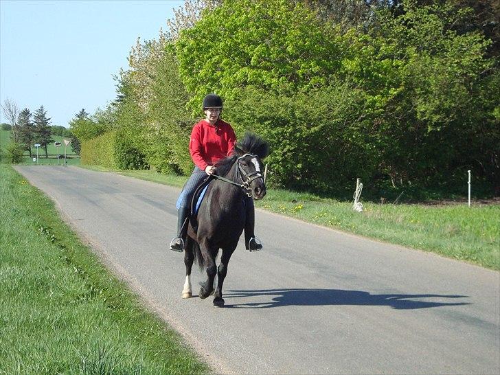 Anden særlig race Flying Paplo(Papsi)MIIN<3 SOLGT - d 30/4 - 2011. i trav efter 14 dage i tilridning :D billede 5