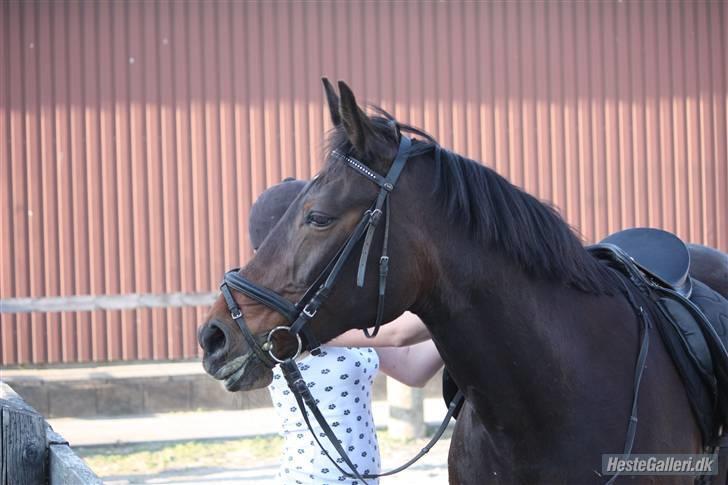 Traver Queen For Charity (SE) - billedet er taget af Marlene ølgod billede 4