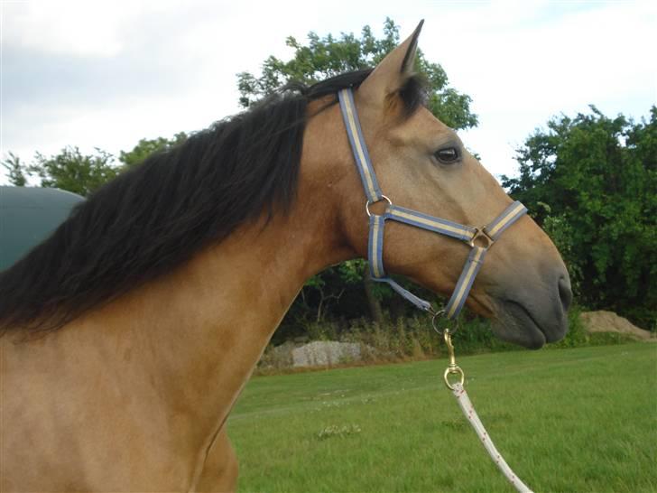 Cruzado Alphi *Solgt*  - Velkommen til Alphi´s Profil :´) billede 1