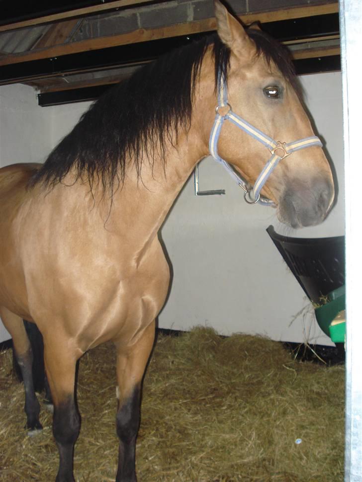 Cruzado Alphi *Solgt*  billede 3