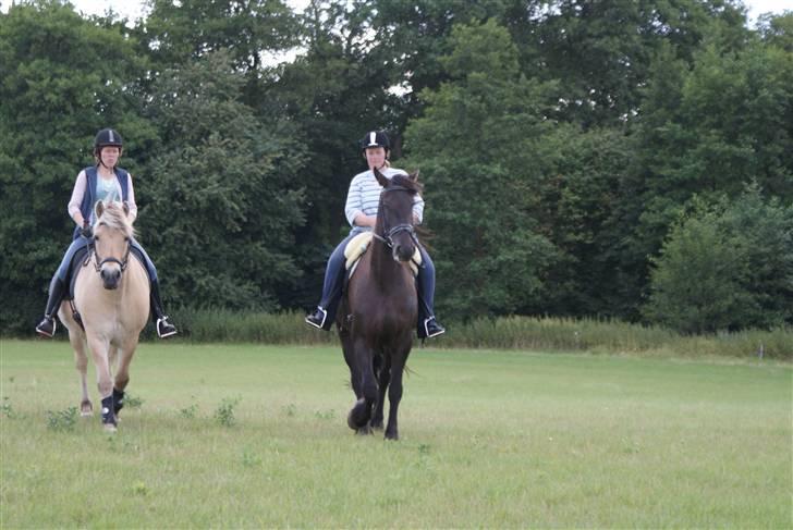 Frieser Griet A *RIP* - Griet/Gitte og Event/Helle på vej i engen. billede 11
