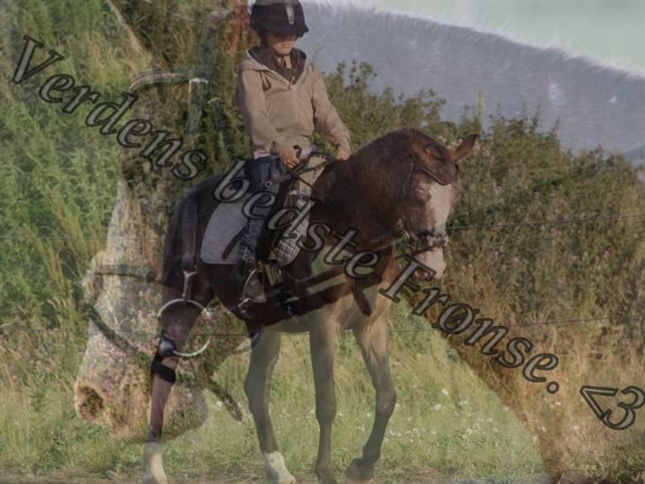 Knabstrupper Roosgårdens Frønse *redet billede 18