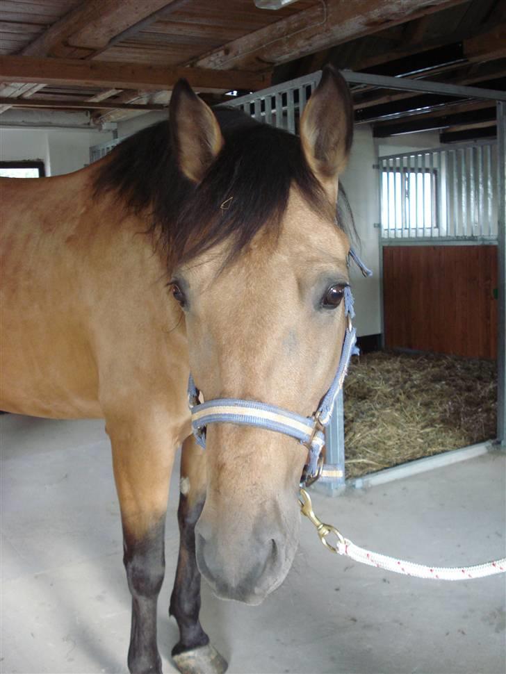 Cruzado Alphi *Solgt*  billede 10