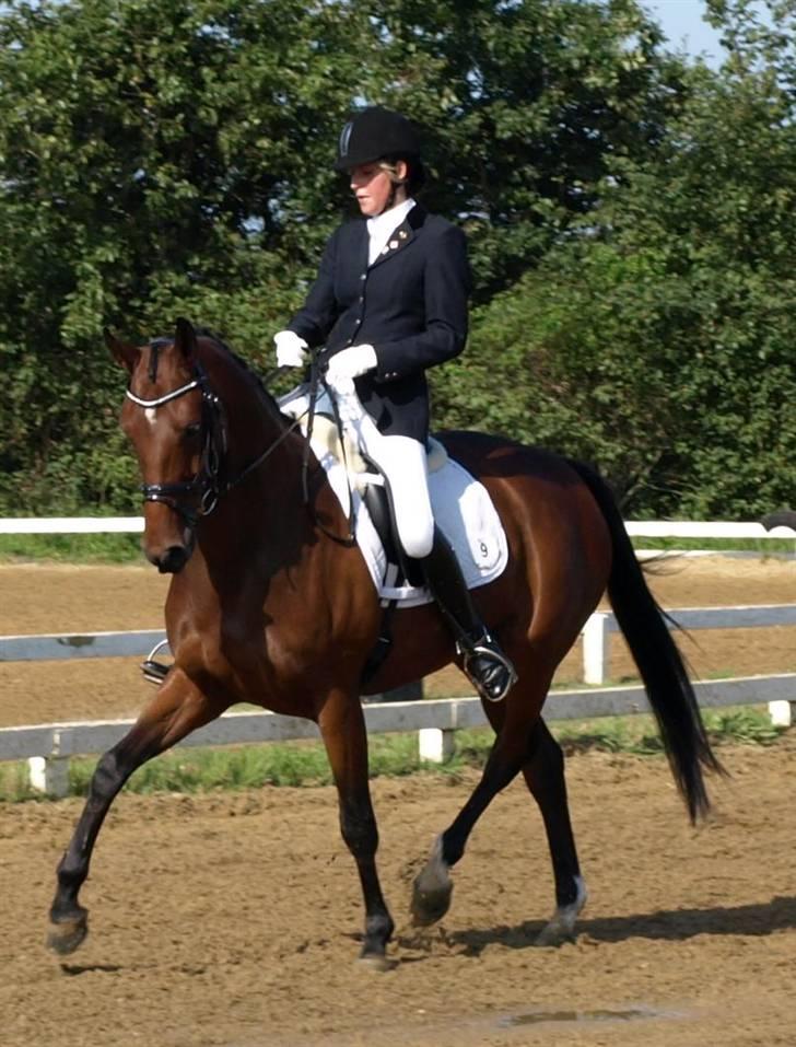 Dansk Varmblod Moesgaards Azia *solgt* billede 1