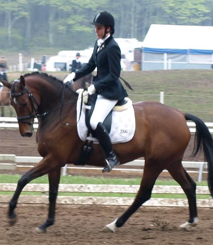 Dansk Varmblod Moesgaards Azia *solgt* billede 2