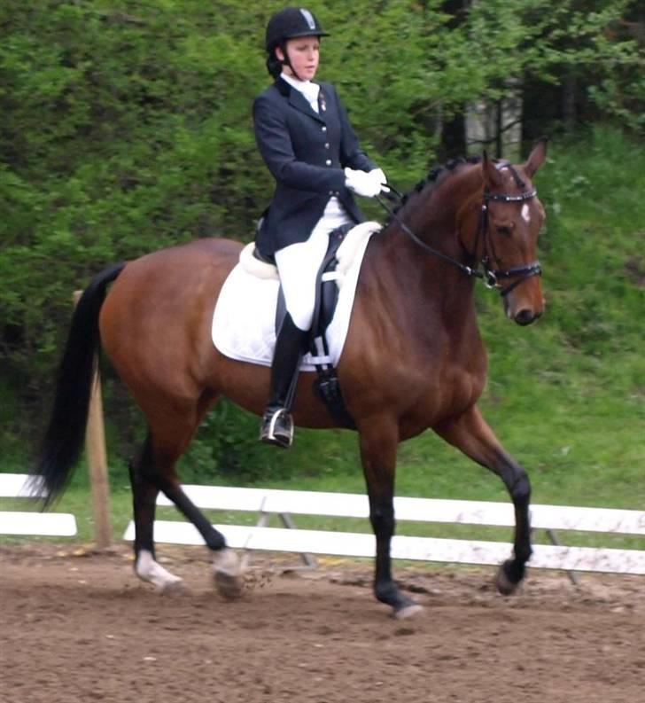 Dansk Varmblod Moesgaards Azia *solgt* billede 3