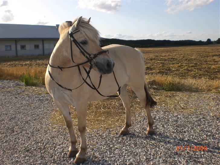 Fjordhest Heila Halsnæs SOLGT billede 20