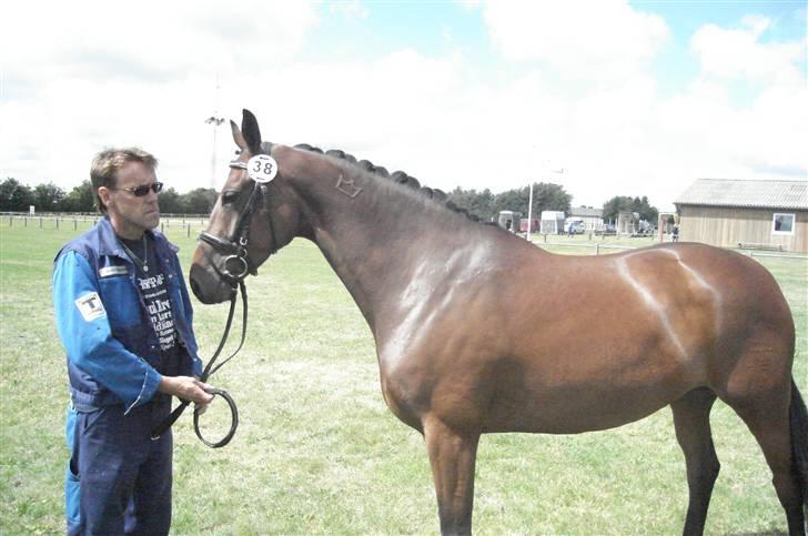 Dansk Varmblod Moesgaards Azia *solgt* billede 5