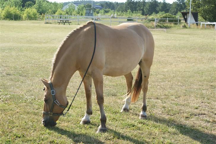 Anden særlig race Ivan RIP - Ivan har lige vundet 1. plads i strigle-konkurrence på ridelejr 2009 :) billede 17