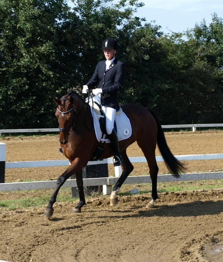 Dansk Varmblod Moesgaards Azia *solgt* billede 13