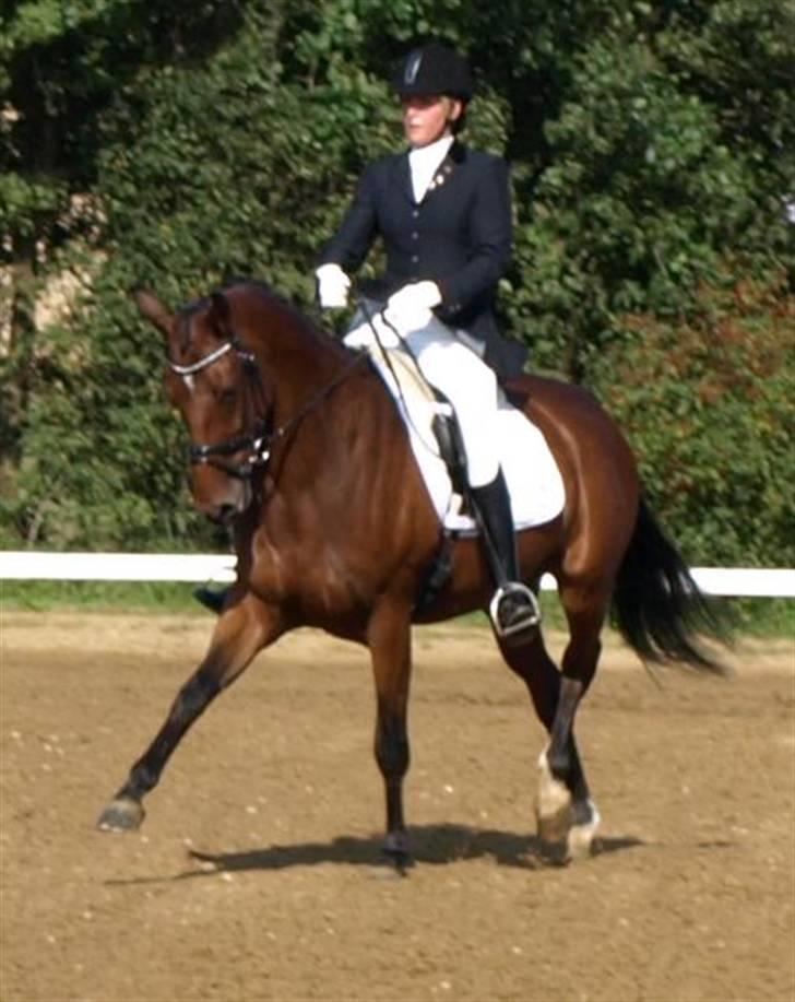 Dansk Varmblod Moesgaards Azia *solgt* billede 14