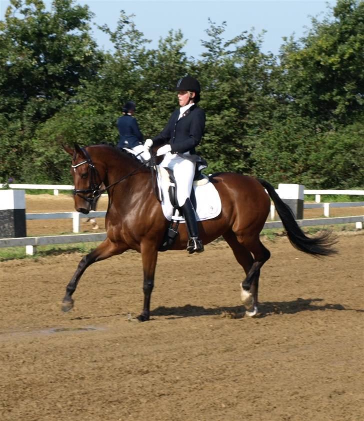 Dansk Varmblod Moesgaards Azia *solgt* billede 16