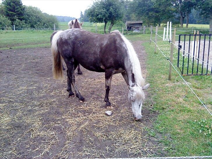 Tysk Sportspony †Anuschka† :'( MIT ALT ! - Anuschka var en undercoveragent :´) . Jeg savner dig min pony! billede 5