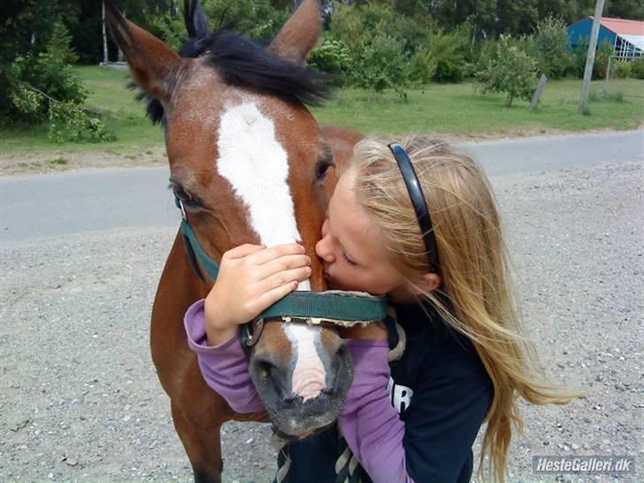 Welsh Pony af Cob-type (sec C) Polly Crown  R.I.P :'( <3 - Skat? Jeg elsker dig! :´( <3.   Håber du har det godt i himlen, min engel! <3 :´( billede 7