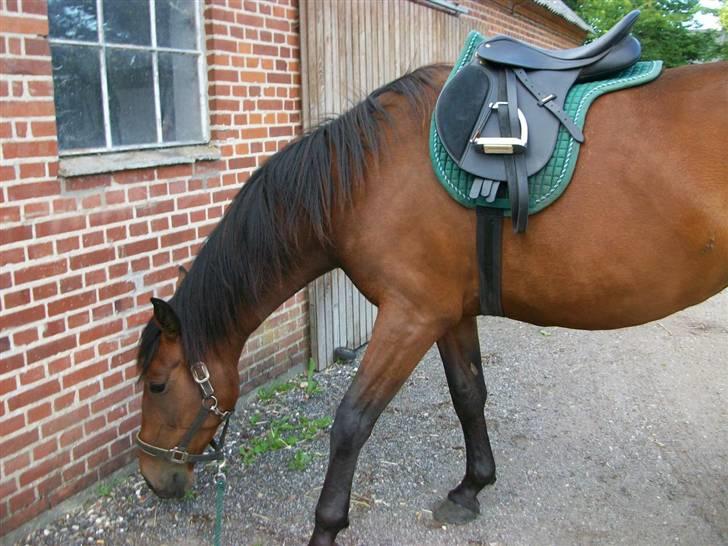 Anden særlig race Surprise :(Rider ikke mer - ummm er her gras? anden gang hun har sadel på i år :) billede 9